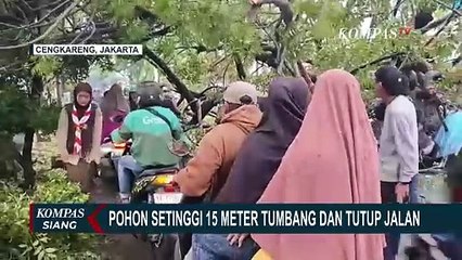 Angin Kencang, Pohon Setinggi 15 Meter di Cengkareng Tumbang Timpa Kabel Instalasi PLN