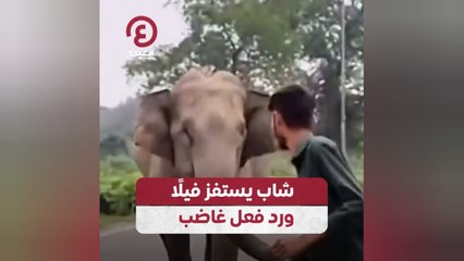 شاب يستفز فيلًا ورد فعل غاضب