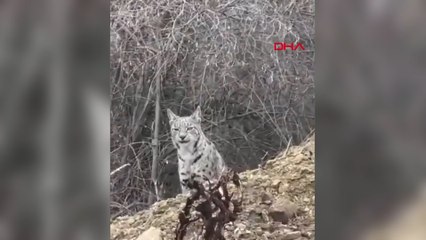 Malatya'da vaşak görüntülendi