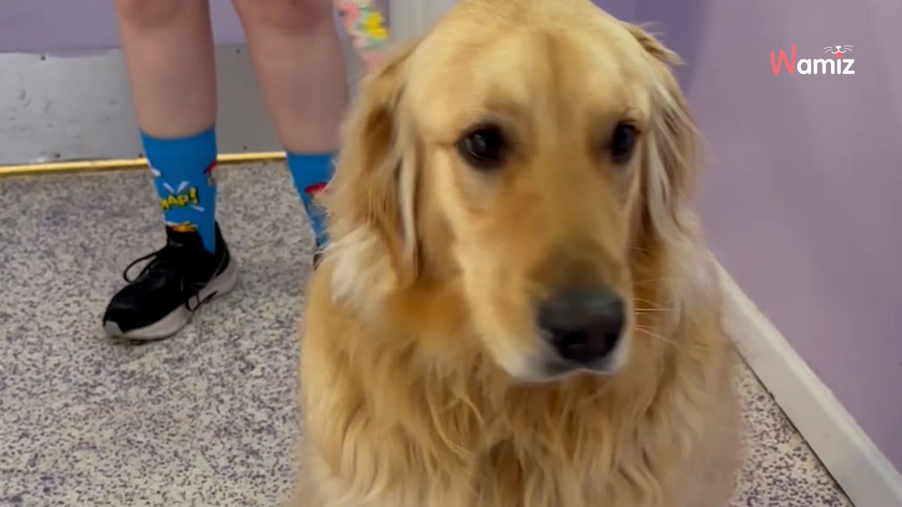 Il adopte deux chiots mais son chien adulte ne « s'entend pas avec » : sa décision fait hurler 368K internautes (vidéo)