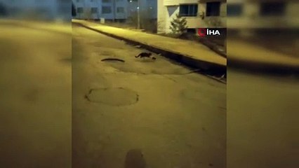 Kedi fareyle böyle oynadı! O anlar kamerada