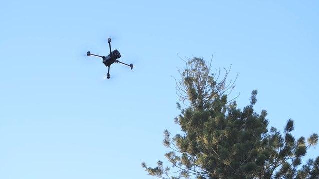 Drones para supervisar los árboles singulares de Sevilla: la nueva herramienta que permitirá detectar plagas
