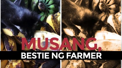 Amazing Earth: Musang, bestie ng farmer!