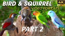 Video For Cats - Birds and Squirrels For Cats To Watch In The New Year - Happy New Year Part 2