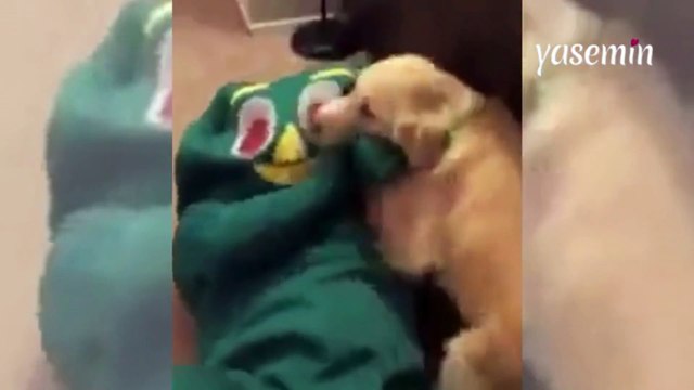 Sahibinin oyuncağının kılığına girdiğini gördü sevinçten yerinde duramadı!