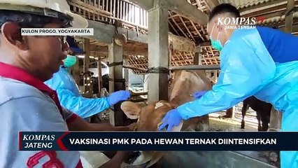 Vaksinasi Penyakit Mulut dan Kuku (PMK) Pada Hewan Ternak Diintensifkan