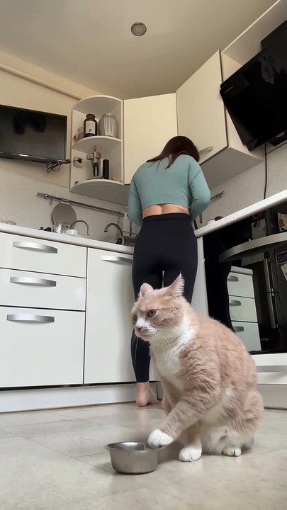 Cat fun house