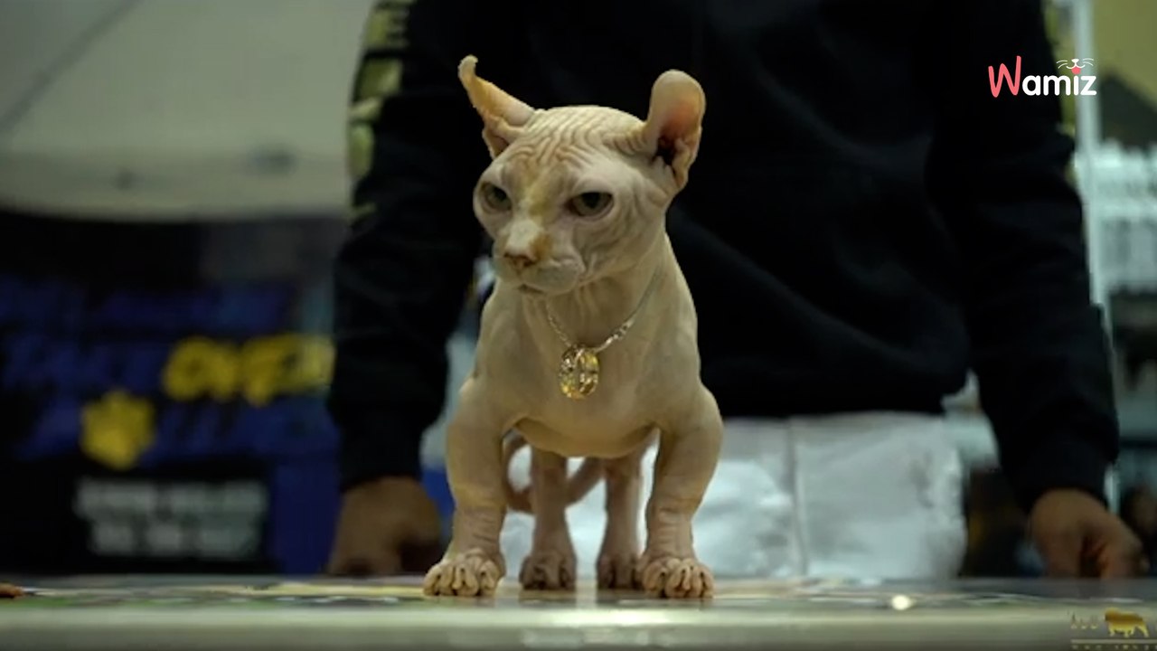 Des chatons Bully sont vendus illégalement sur les réseaux : les experts de la cause animale donnent l'alerte (vidéo)