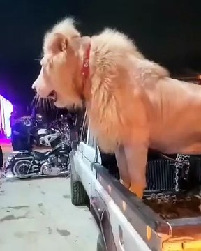 New Tik Tok Musically Vodeo ll Tik Tok Today's Mus