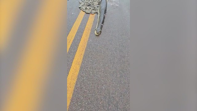Atropellan a una anaconda embarazada y sus 40 crías quedan esparcidas por la carretera