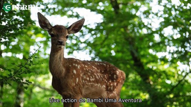 Live-action de Bambi com Village People: Amabbi lança álbum Versos e Voos
