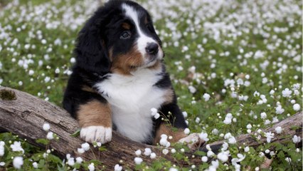 Besitzerin mit Hund wiedervereint: Vierbeiner war zwei Monate lang allein in den Bergen (1)