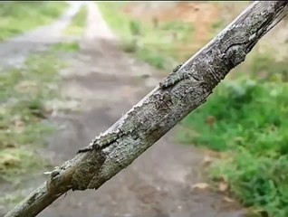 The camouflage of the spiny leaf insect is amazing