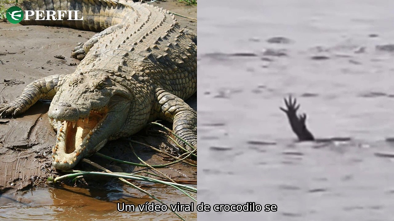 "Descubra a estratégia dos crocodilos, estreia de 'Vitória' com Fernanda Montenegro e atual saúde de Kate Middleton"
