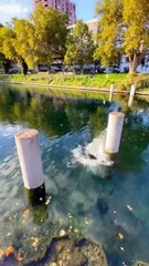 Water challenge Saut de précision 🎯