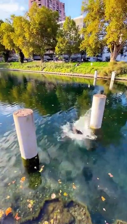 Water challenge Saut de précision 🎯