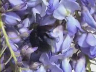 Les bourdons noirs  le 22 04 2008  en Bretagne