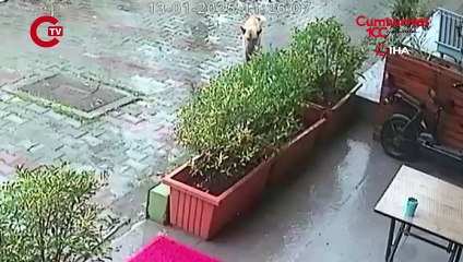 İstanbul'da bir köpek ölmek üzere olan yavrusunu veterinere getirdi
