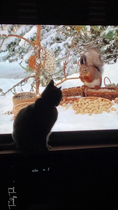 Cat tv is a hit