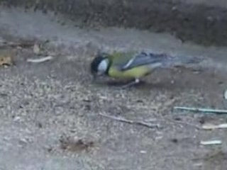 Mesange filmée en Bretagne le 25 04 2008