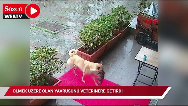 Ölmek üzere olan yavrusunu veterinere getirdi