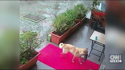 Donmak üzere olan yavrusunu ağzında veterinere getirdi!