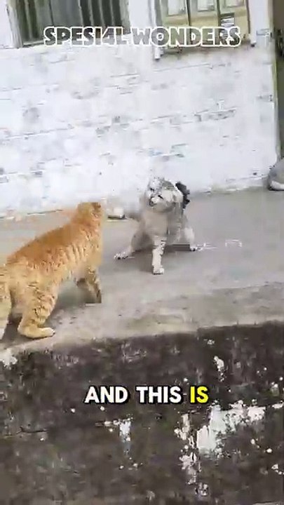 Cat Fight: Love's Late!"?