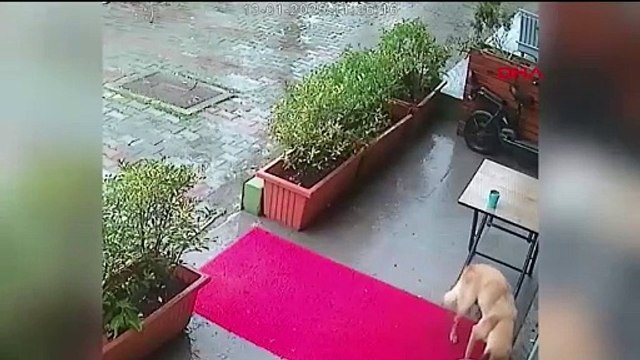 Anne köpek soğukta ölmek üzere olan yavrusunu ağzında veteriner kliniği götürdü