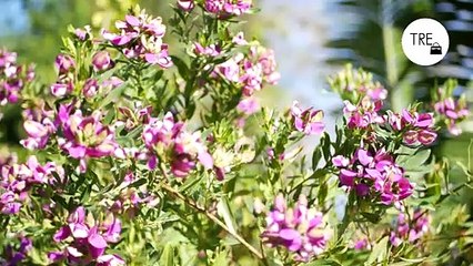 La planta perenne de dos metros que florece diez meses al año y da vida al jardín incluso en invierno