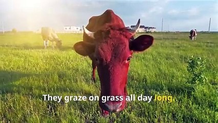 Fun Farm Cow Facts, Moo-tastic Secrets You’ll Love!