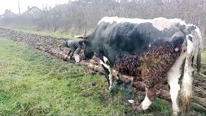 Labour chez Charly Derian à Vesdun (18)