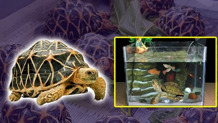 स्टार कछुआ घर में रखने से क्या होता है, किस दिशा में रखें | Star Turtle Price In India |Boldsky