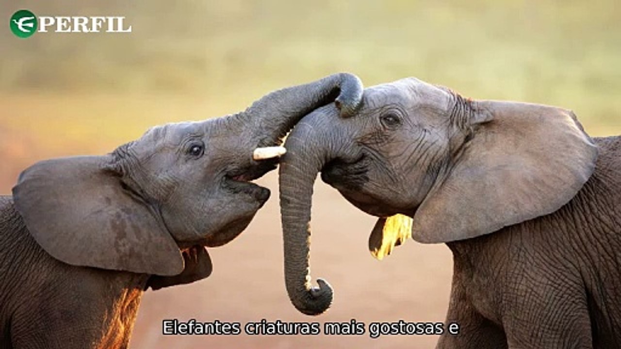 "Descubra as novidades: Elefantes gigantes, carros revolucionários e oportunidades na carreira militar!"