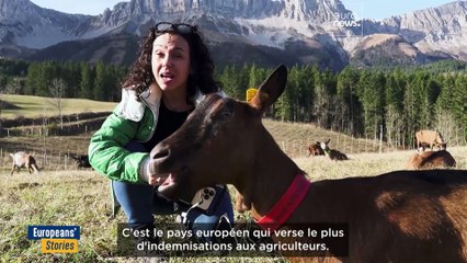 La protection des loups réduite en Europe. La biodiversité est-elle en danger ?
