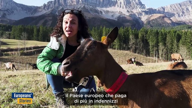 Abbassata la tutela del lupo in Europa. La biodiversità è a rischio?