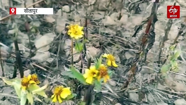 मैनपाट में नाइजर की खेती, किसान बन सकते हैं मालामाल, कम खर्चे में ज्यादा कमाई वाली फसल