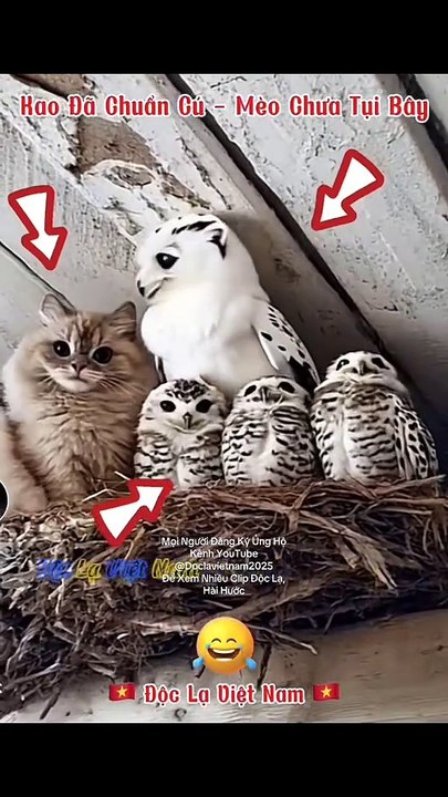 Oh, diese Eule ist so seltsam.