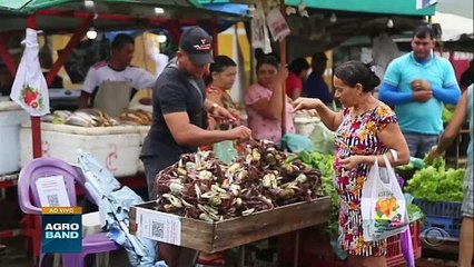 Fenômeno raro: mula chama atenção por reproduzir no Paraná