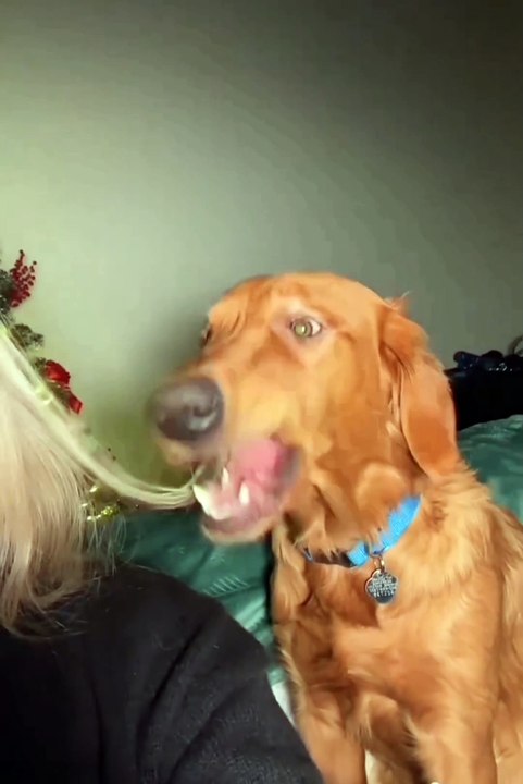 Cute animals 🐱funniest pets #cat #dog #pets #cute animals #animals #cute