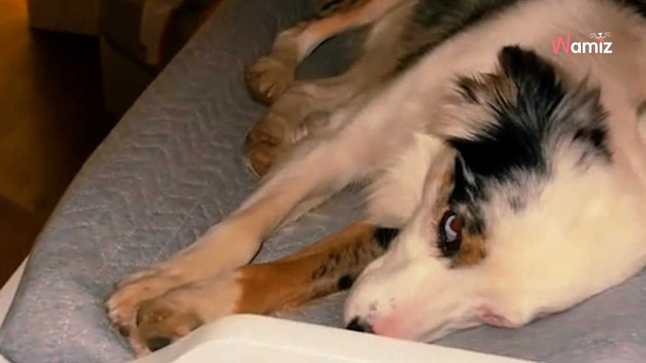 Mama wstaje w nocy do niemowlęcia i nie wierzy w to, co robi jej pies o 3. nad ranem (wideo)