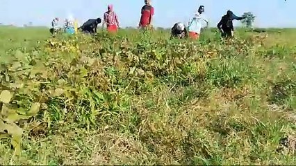 বেপাৰীয়ে দাম নিদিয়ে, ঘৰে-ঘৰে পৰি আছে ৫০-১০০ বস্তাকৈ মাটিমাহ