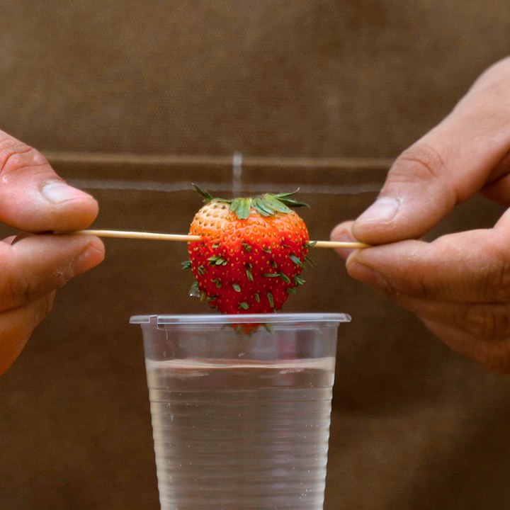 We're rooting for these clever strawberry growing hacks! Gardening Tips For Plant Lovers 🍓