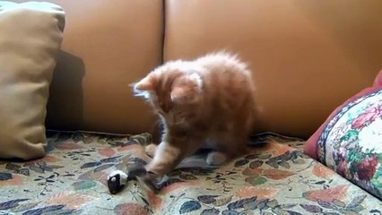 CAT PLAYING WITH TOYS