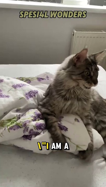The Evil Cat Man: Ruler of His Realm