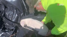 Video. Trovano un sacco pieno di peluche tra i rifiuti: poi capiscono il loro terribile errore