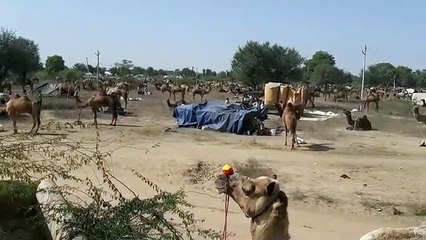 चौदह दिनों के बाद शुरू होगा पशु मेला, मैदान अव्यवस्थित