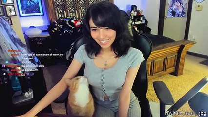 Best Cat Videos of the Decade