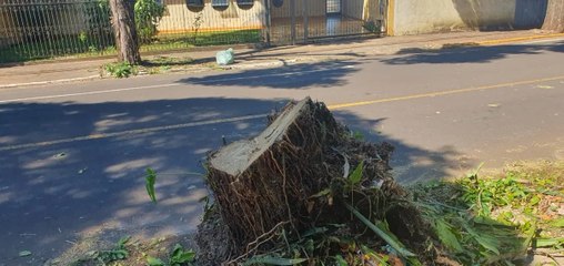 Prefeitura explica abate de árvores em percurso da 28 de Janeiro