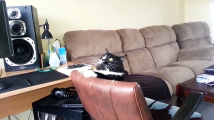 Ce chat a tout simplement du style !