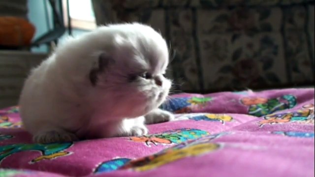 Un peu de mignonitude pour bien commencer la semaine !